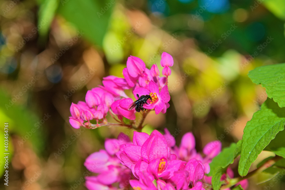 Obraz premium bee on a flower