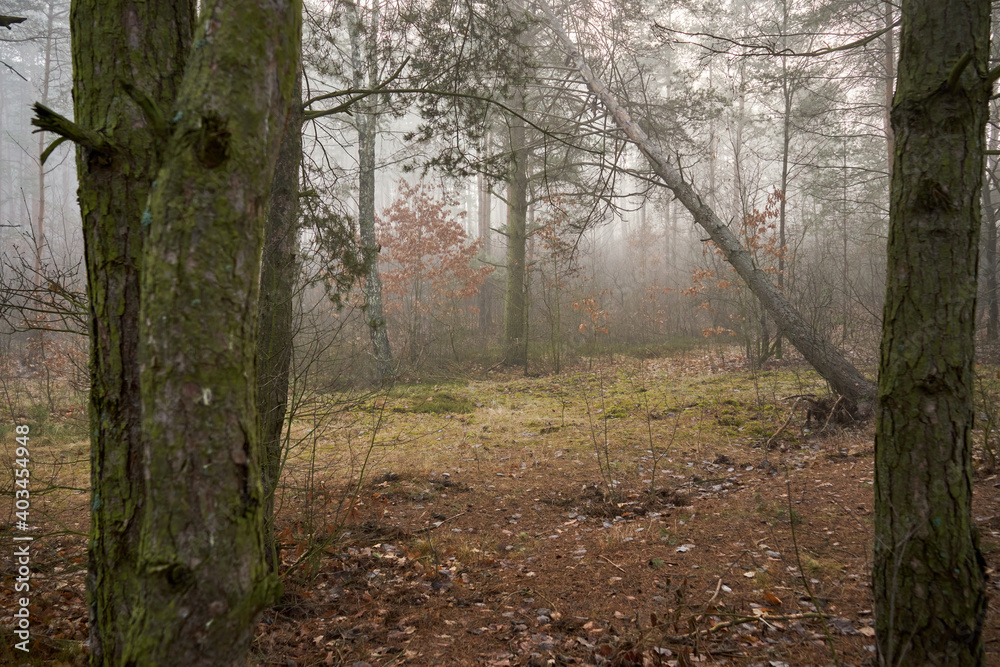 Fototapeta premium jesienne drzewa ,mgła