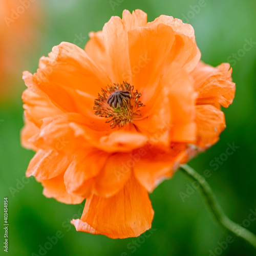 Orange peony flower grows in a green garden