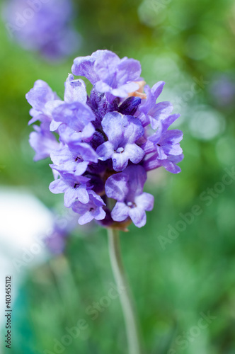 Fresh lavender flower on the green background