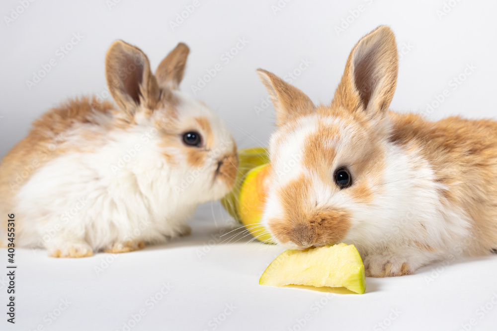 Fototapeta premium Two little red fluffy rabbits are eating yellow apples on a white background. Pet rabbit food, photo with copy space for pet shop and veterinary clinic