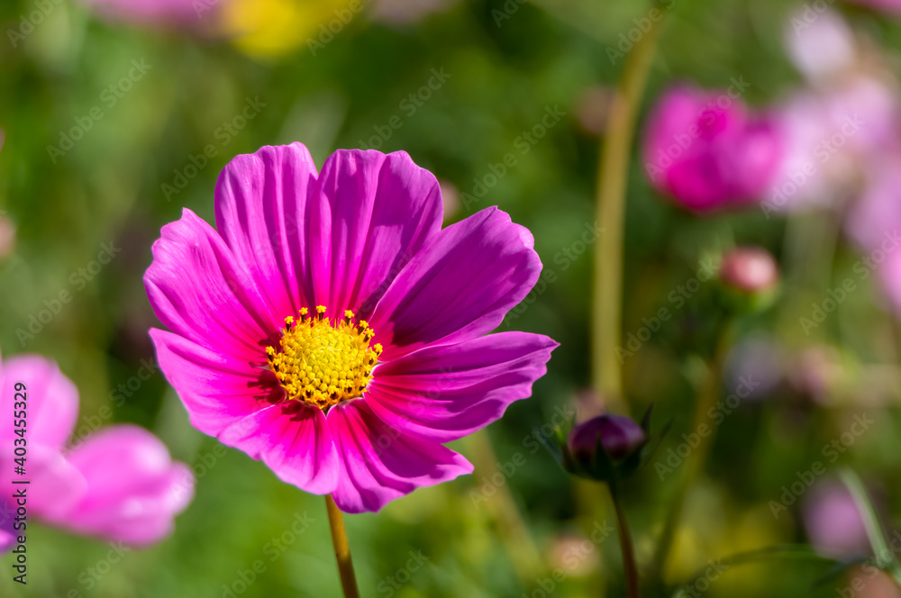 brightly colored cosmos is blooming in the garden. brightly colored cosmos is blooming in the garden.