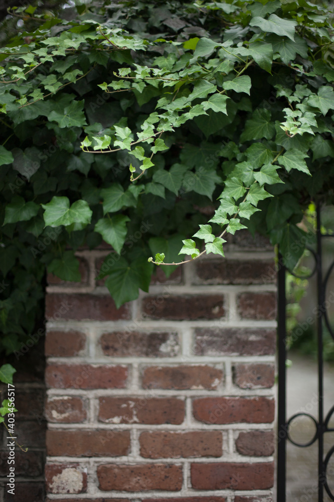 ivy on the wall ivy on the wall