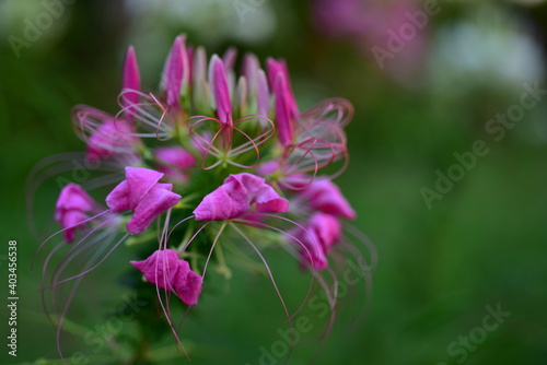 Close up colorful flower bed in a park