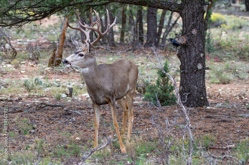 Grand Canyon Wildlife Mule Deer Buck