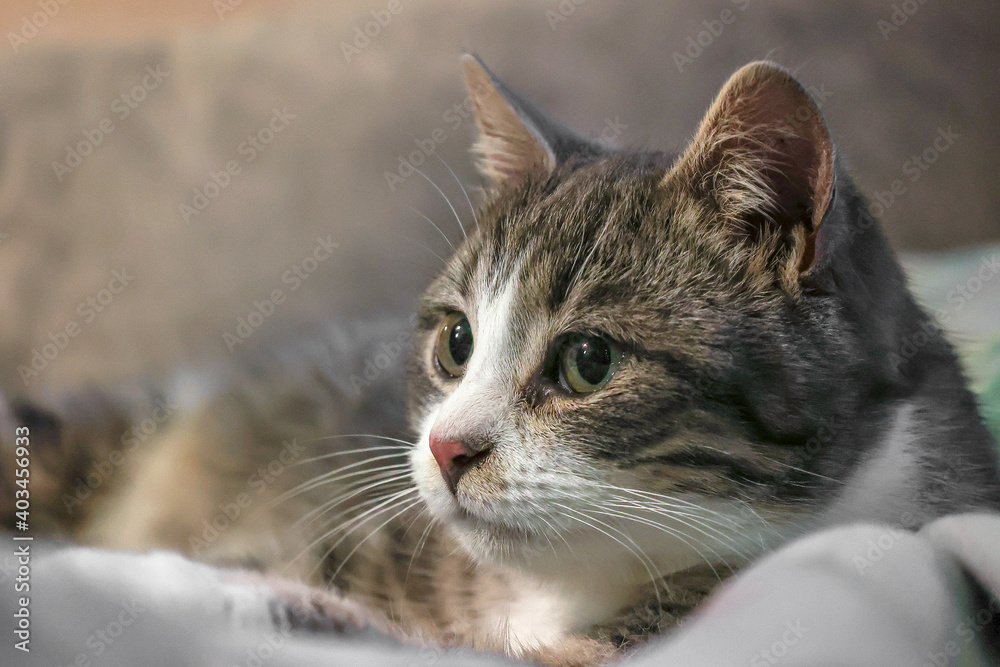 Cat. Tricolor cat. Woolen, fluffy, kind, affectionate kitten. The kitten is washed before bed. The cat is lying on the bed. Cat. Tricolor cat. Woolen, fluffy, kind, affectionate kitten. The kitten is washed before bed. The cat is lying on the bed.