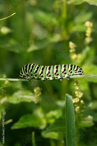 Macro footage of Caterpillar of Papilio Machaon swallowtail caterpillar feeding on Fennel branches. details in nature.