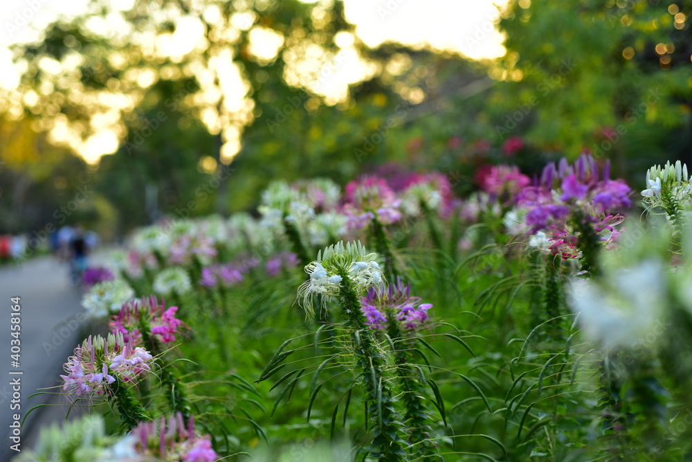 Colorful flowers in nature.flowers in the garden.Flower Blooming in the Suan Luang Rama IX Colorful flowers in nature.flowers in the garden.Flower Blooming in the Suan Luang Rama IX