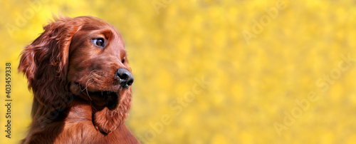 Head of a cute happy irish setter pet dog puppy as looking on a yellow background. Web banner. photo