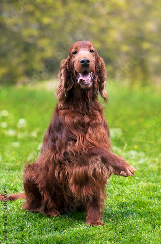 Happy friendly irish setter pet dog giving paw, sitting and smiling in the grass