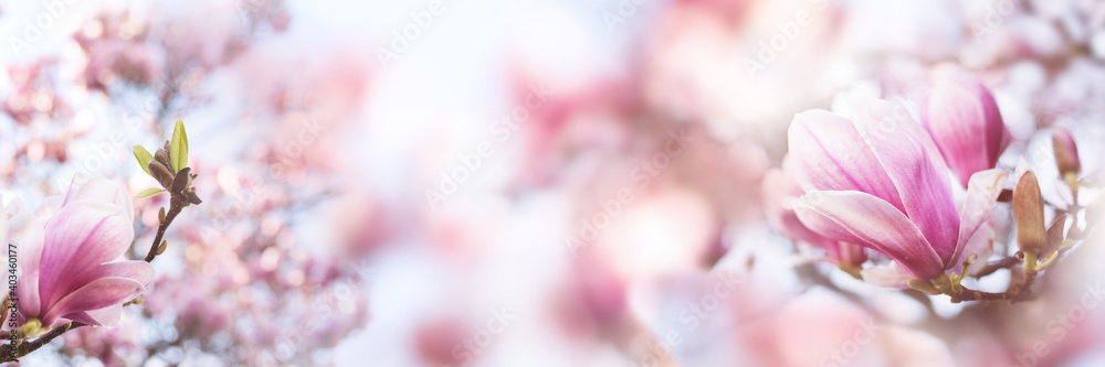 Pink blooming magnolia tree in springtime on pastel blurred background. Close-up with short depth of field and space for text.