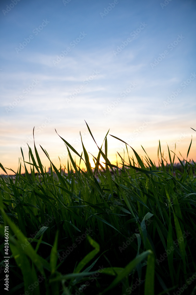 Fototapeta premium Photos of the sunset at the end of the day with the contour of grasses and plants in londrina, parana, brazil