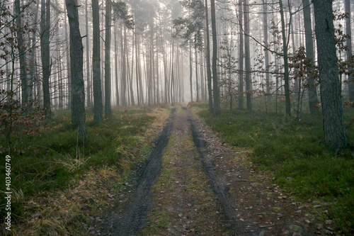 leśna jesienna ścieżka © Marcin Łazarczyk