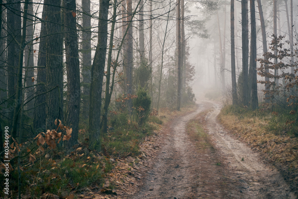Obraz premium leśna jesienna ścieżka