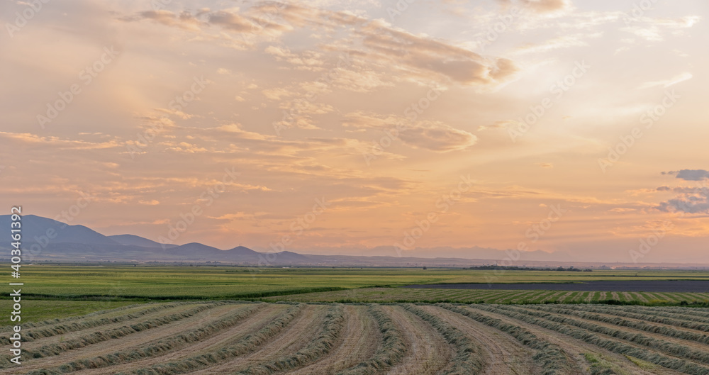 Agricultural fields, with rows of plants, in the background mountains.