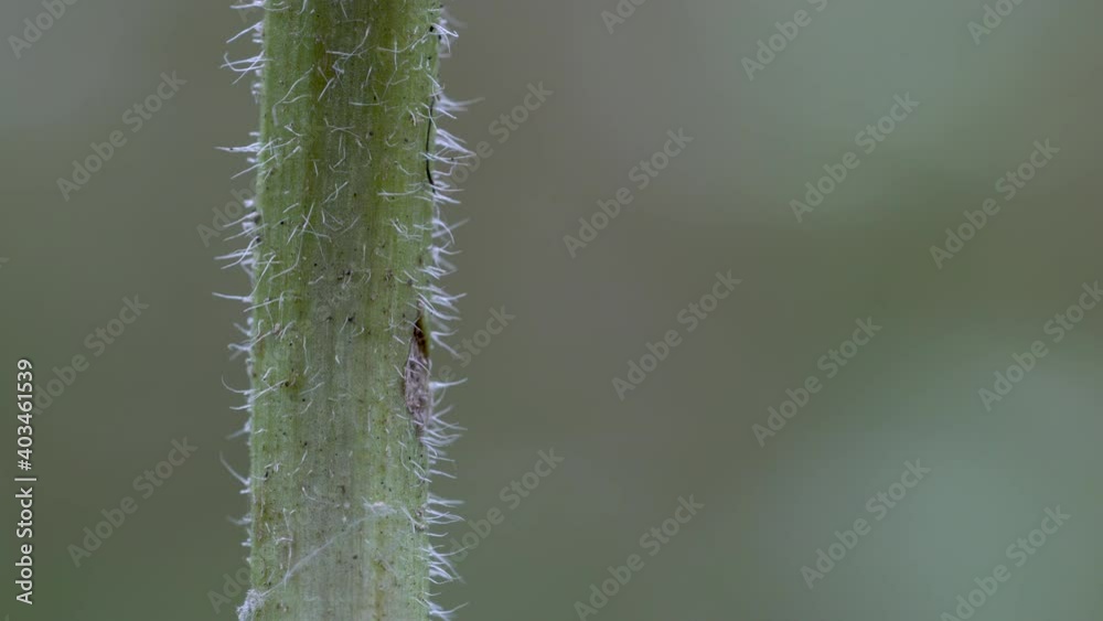 Prairie Fleabane stalk with fine hairs in slight breeze, macro (Erigeron strigosus - (4K) Prairie Fleabane stalk with fine hairs in slight breeze, macro (Erigeron strigosus - (4K)