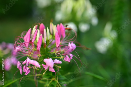 Colorful flowers in nature.flowers in the garden.Flower Blooming in the Suan Luang Rama IX