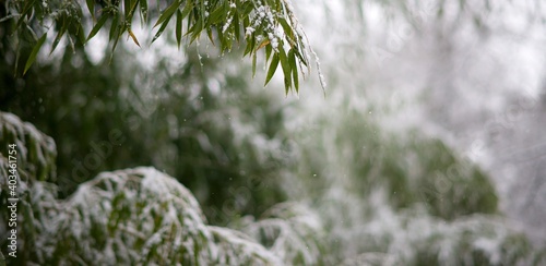 Foto Bambous neige