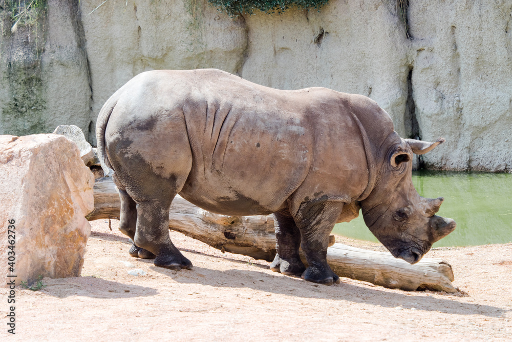 Southern white rhinoceros or square-lipped rhinoceros Ceratotherium simum, largest extant species of rhinoceros Southern white rhinoceros or square-lipped rhinoceros Ceratotherium simum, largest extant species of rhinoceros