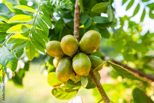 Siriguela, fruta verde brasileira no galho photo