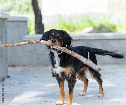 Medium size dog, black-white-yellow, plays with a tree branch