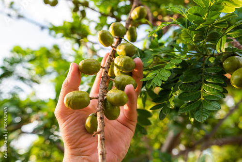 Siriguela, fruta verde brasileira, colheita na árvore