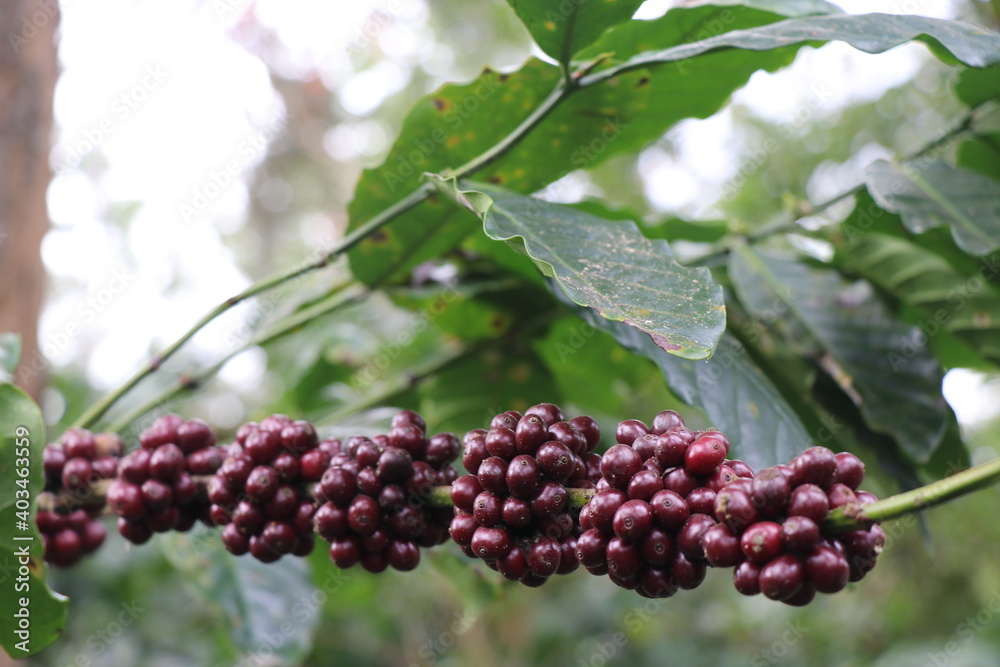 Ripen dark red robusta coffee berries on branches without any leaves Ripen dark red robusta coffee berries on branches without any leaves
