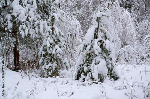 snowy winter in the park