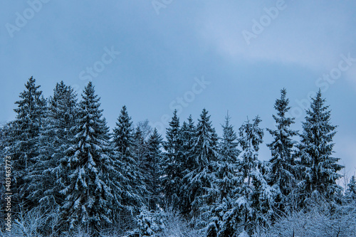 Snowy spruce on a white cold winter day.