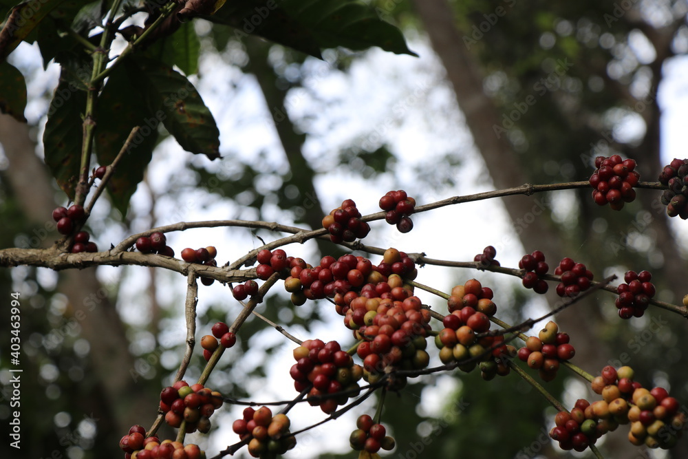 Robusta coffee beans closeup on nature background Robusta coffee beans closeup on nature background