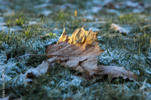 Maple brown leaf lies On green grass. Covered with white ice crystals.