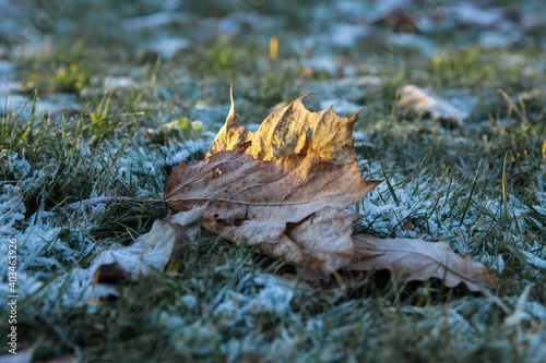 Wallpaper Mural Maple brown leaf lies On green grass. Covered with white ice crystals. Torontodigital.ca