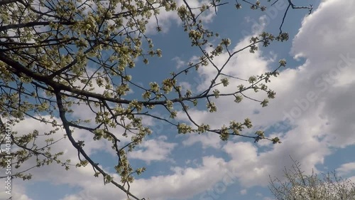 Blossoming cherry tree and blue sky
