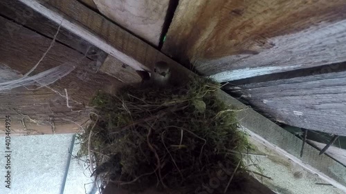The bird comes out to the nest
