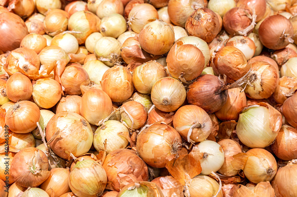 Nature background from fresh bulb onion Nature background from fresh bulb onion
