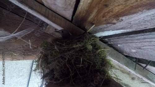 The bird comes out to the nest
