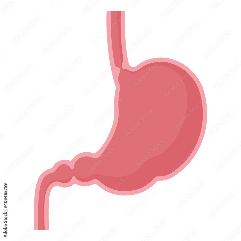 Obraz premium 胃の断面のイラスト