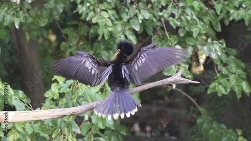 Male anhinga bird on tree branch flaps wings in courtship display
