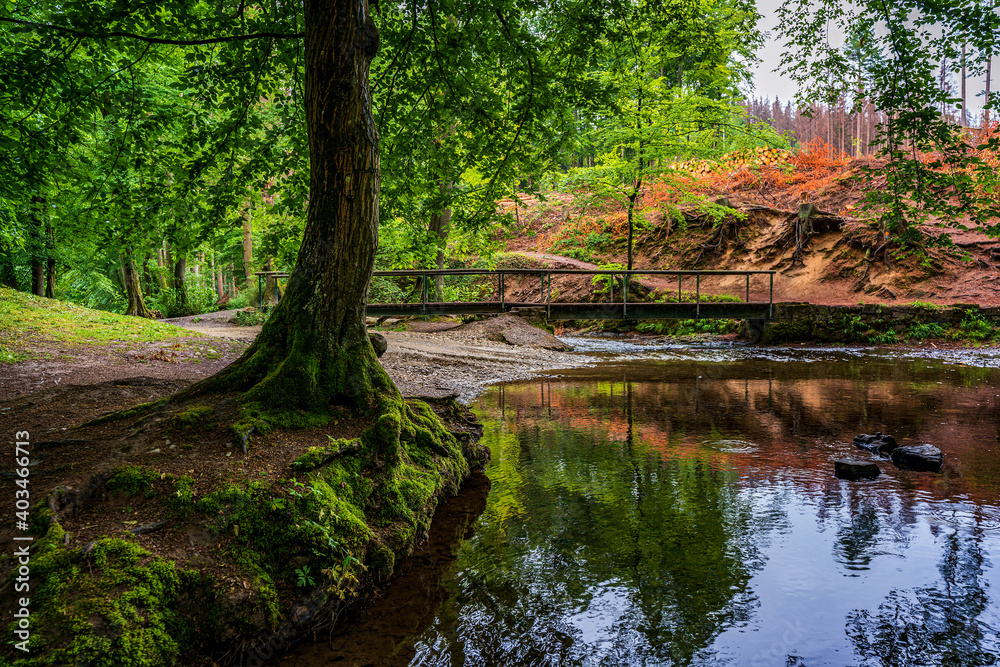 wooden bridge in the forest, hiking trails wooden bridge in the forest, hiking trails
