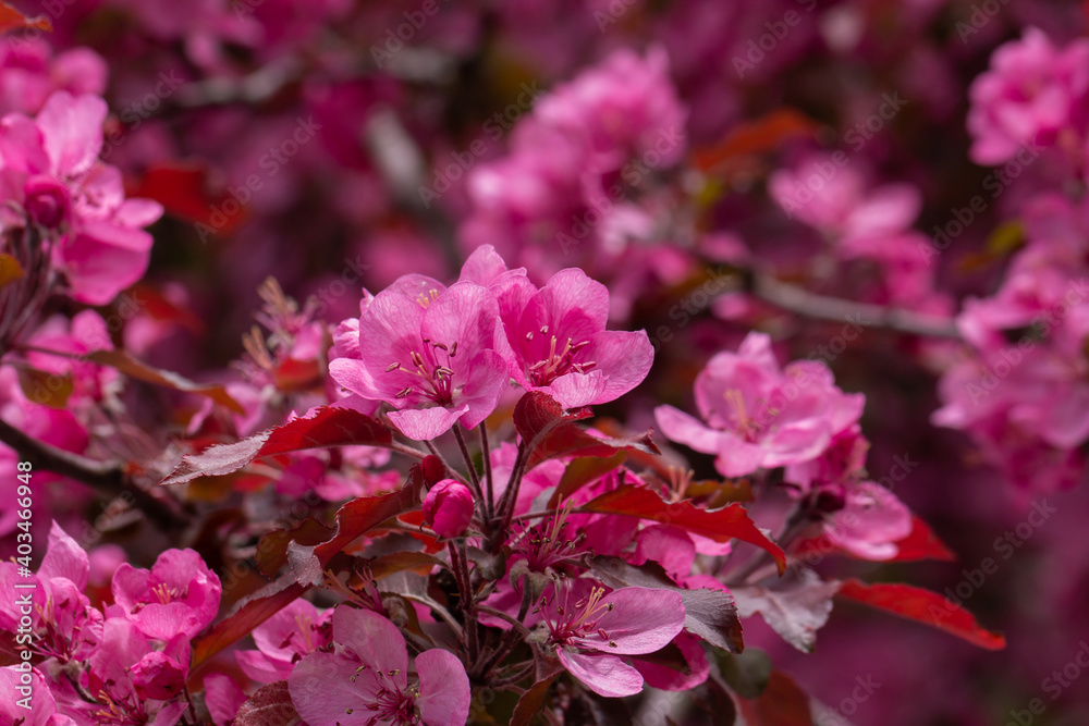 Decorative apple tree with red leaves and flowers Decorative apple tree with red leaves and flowers