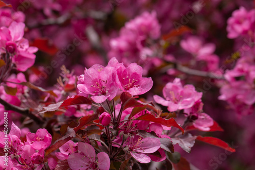 Decorative apple tree with red leaves and flowers