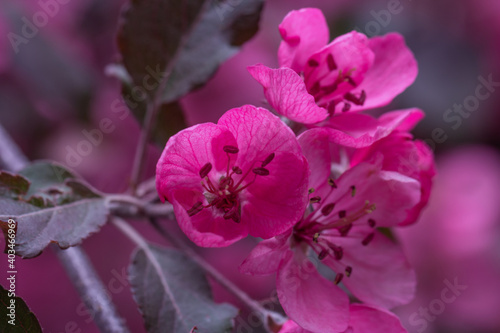 Decorative apple tree with red leaves and flowers