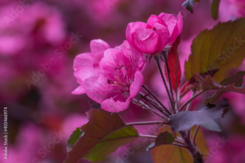 Decorative apple tree with red leaves and flowers