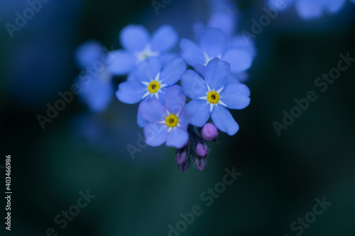 Spring background forget-me-not flowers.