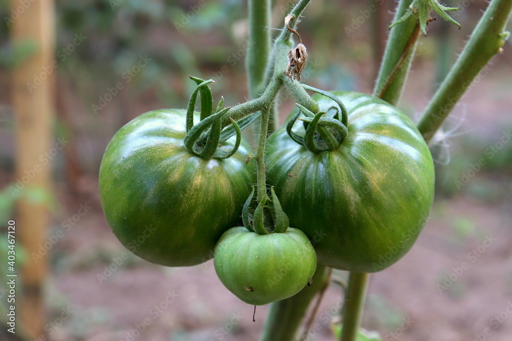 Green tomatoes on a bush close-up in a vegetable garden selective focus.
