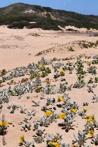 Strandaster, Arctotheca populifolia. Diese Pflanze ist eine Pionierart sandiger Küstenlebensraumtypen wie Dünen. Wilderness, Südafrika  photo