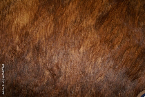 Fotografie Animal Skin - Texture