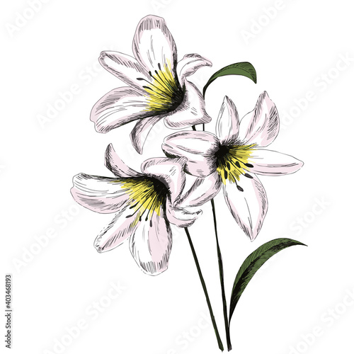 White lily flower and leaf. Lily flowers drawing with line-art on white backgrounds. Vector Illustration. Realistic  for cards  posters  postcard design  logo  for printed matter.