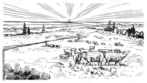 Rural meadow. A village landscape with sheep, hills and a farm. Sunny scenic country view. Hand drawn engraved sketch. Vintage rustic banner for wooden sign or badge or label.