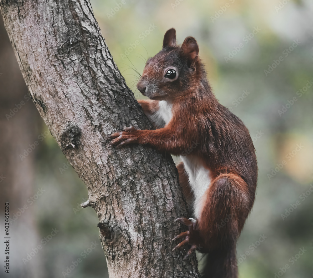 Eichhörnchen am Baumstamm